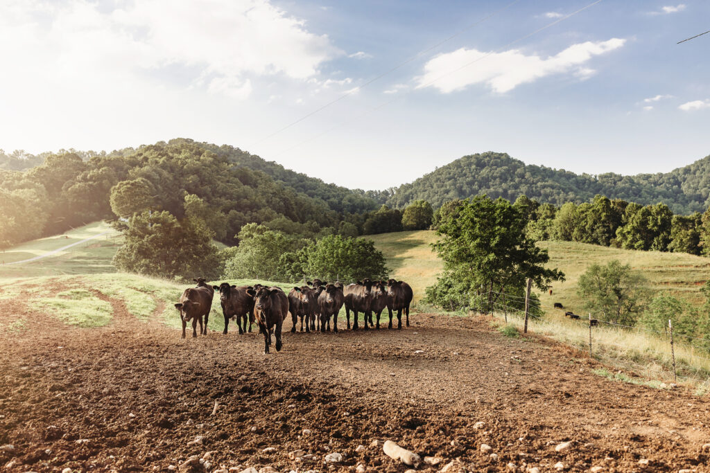 Farm-to-table dining experience at Claywood restaurant in Hendersonville, North Carolina. Best Restaurants, Hendersonville North Carolina