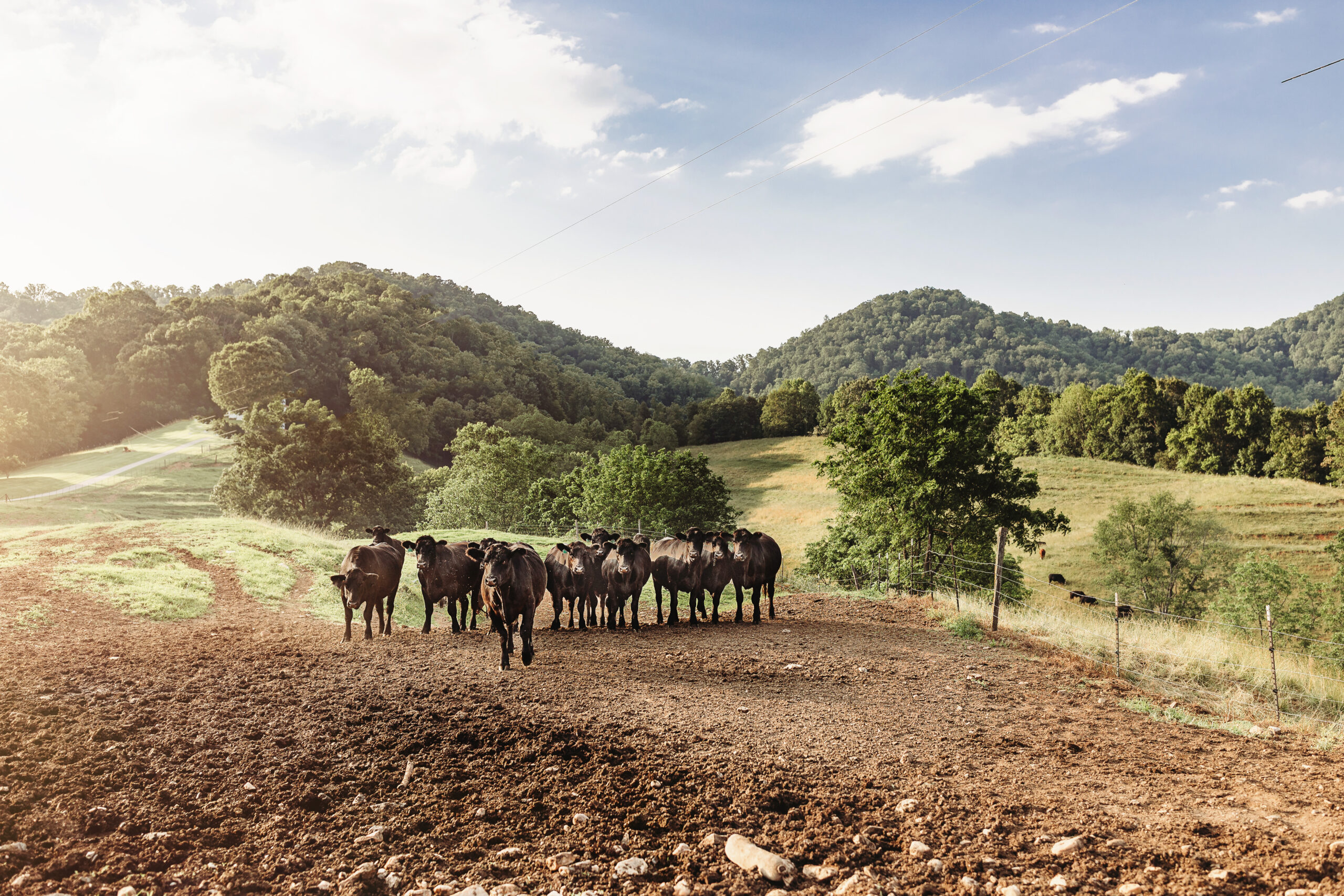 Farm-to-table dining experience at Claywood restaurant in Hendersonville, North Carolina. Best Restaurants, Hendersonville North Carolina