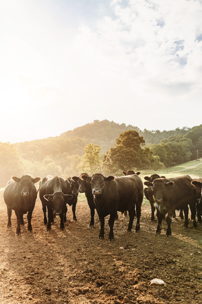 Farm-to-table dining experience at Claywood restaurant in Hendersonville, North Carolina. Best Restaurants, Hendersonville North Carolina